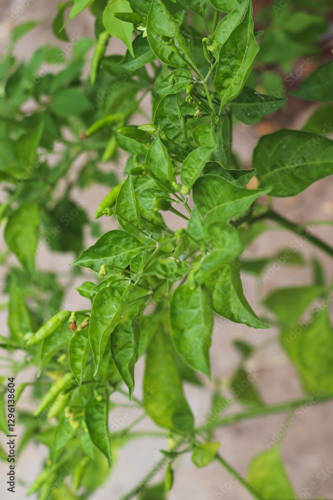 Fresh Green Chili Plant with Growing Peppers Fresh Green Chili Plant with Growing Peppers