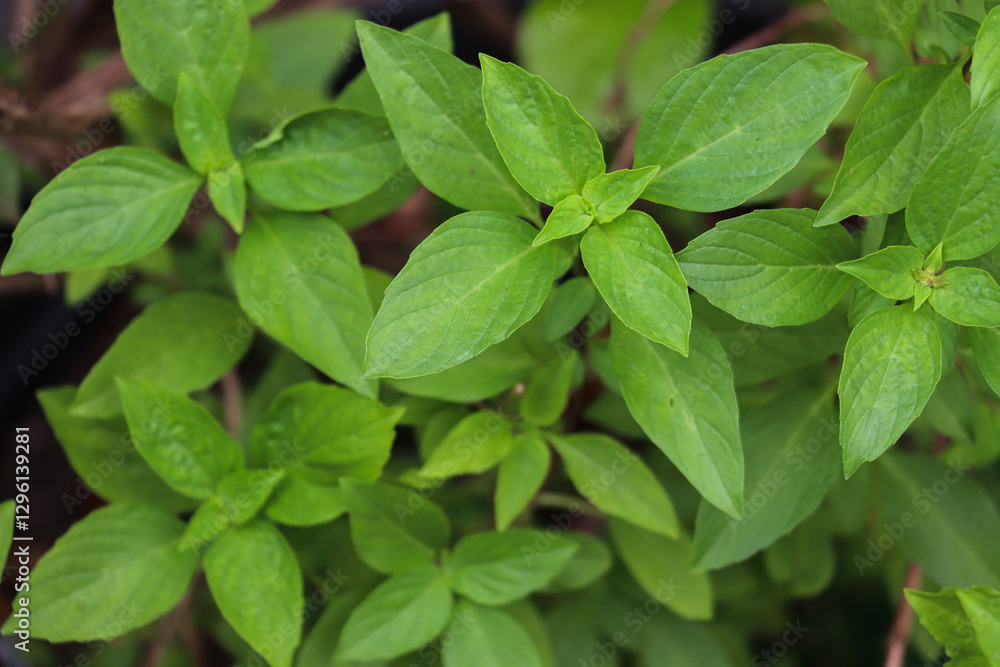 Vibrant Green Basil Leaves in a Home Garden Vibrant Green Basil Leaves in a Home Garden