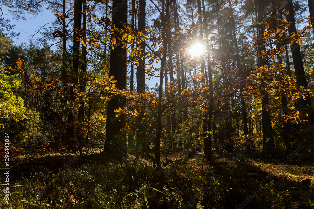 Fototapeta premium deciduous trees during the autumn fall in a mixed forest