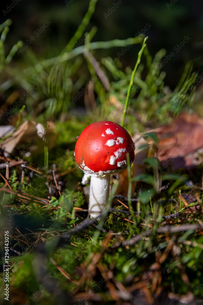 dangerous to life and health red fly agaric in the wild forest in moss and green grass dangerous to life and health red fly agaric in the wild forest in moss and green grass