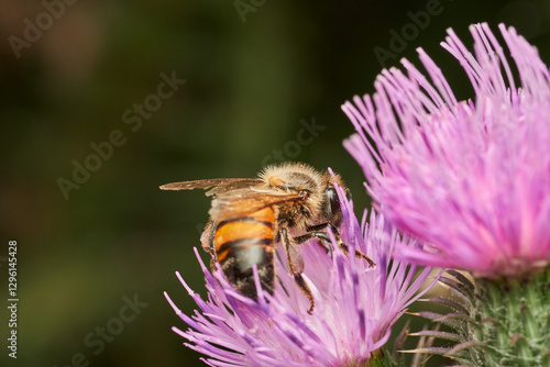 detailed macro view of bee pollination photo