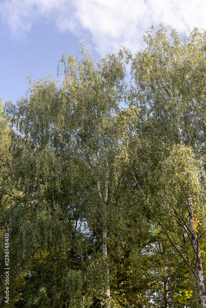 Obraz premium deciduous birch trees in the park at the end of summer