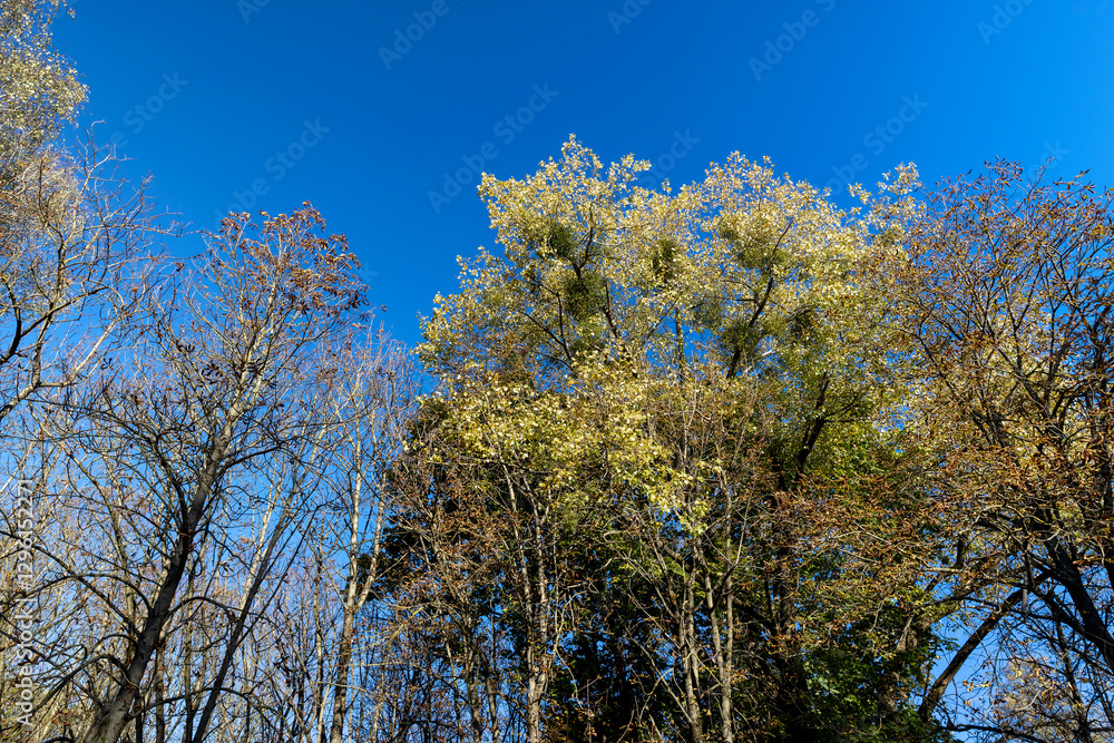 fallen leaves from trees in sunny autumn weather fallen leaves from trees in sunny autumn weather