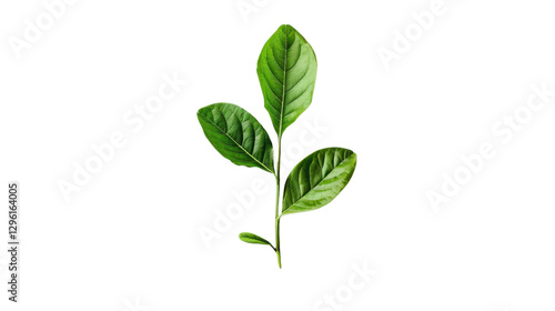 Green leaves growing on a transparent background