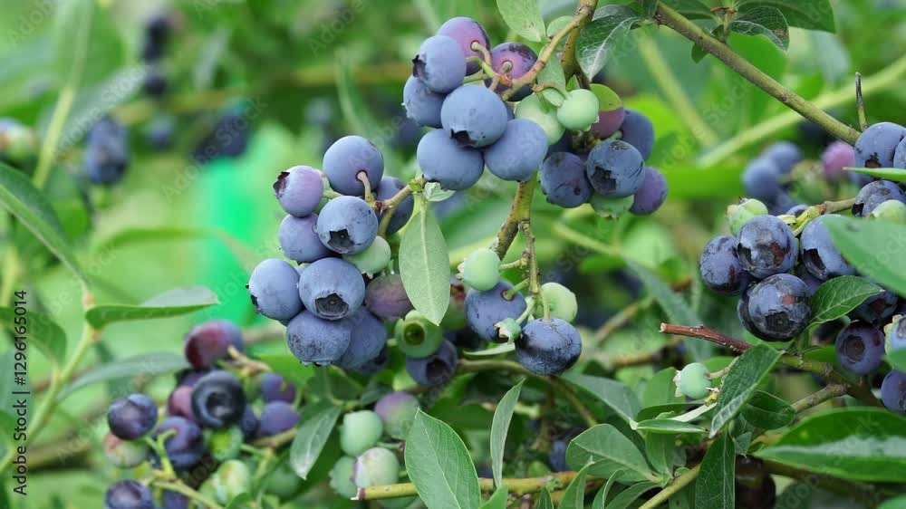 Delicious blueberries growing on a bush in a vibrant garden with beautiful surroundings Delicious blueberries growing on a bush in a vibrant garden with beautiful surroundings