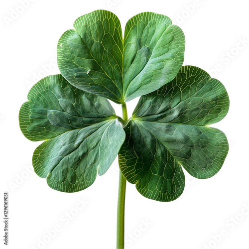Detailed view of a four-leaf clover symbolizing luck, fortune, and nature's beauty. The bright green leaves contrast against a clean background, creating a fresh and harmonious appearance.
