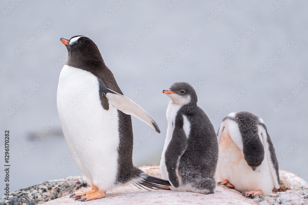Naklejka premium Gentoo penguins (Pygoscelis papua) with gentoo chicks. Antarctica South Pole. Small penguins