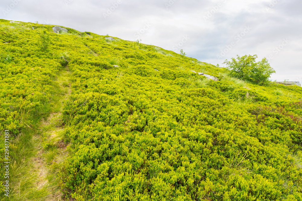 trail through green grassy hill. carpathian mountain landscape in summer. alpine highlands of ukraine on a cloudy day. travel background of smooth mountain