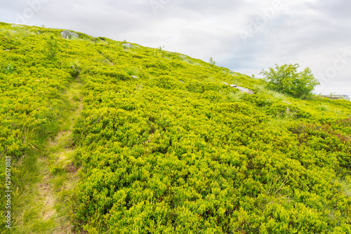 Obraz na płótnie trail through green grassy hill. carpathian mountain landscape in summer. alpine highlands of ukraine on a cloudy day. travel background of smooth mountain w salonie