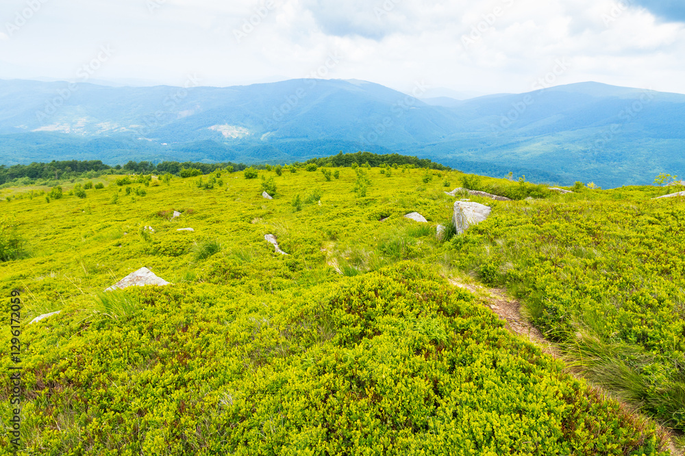 trail through green grassy hill. carpathian mountain landscape in summer. alpine highlands of ukraine on a cloudy day. travel background of smooth mountain