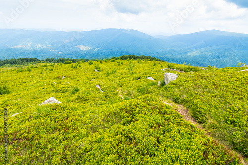 Obraz na płótnie trail through green grassy hill. carpathian mountain landscape in summer. alpine highlands of ukraine on a cloudy day. travel background of smooth mountain w salonie