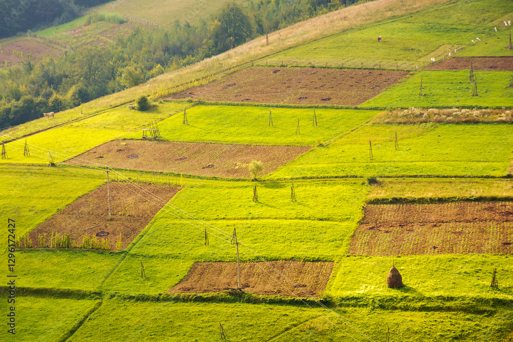countryside mountain landscape. carpathian climate. green fields, arable and trees on the hill in dappled light. scenery of volovets rural area in transcarpathia region on a cloudy day in early autumn