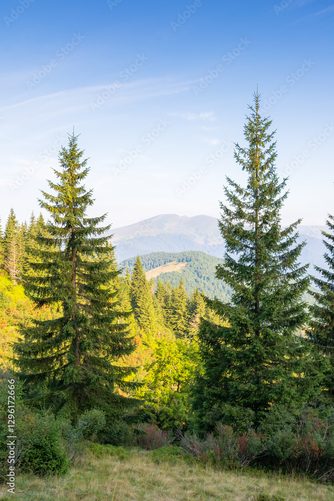 mountain summer landscape. beautiful view. fir trees near the grassy meadow with forest on hillside under blue sky with clouds. natural environment in morning light. explore wilderness place