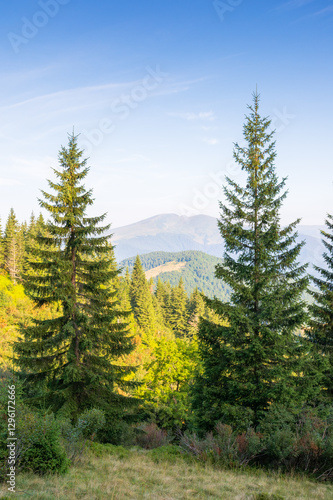 Obraz na płótnie mountain summer landscape. beautiful view. fir trees near the grassy meadow with forest on hillside under blue sky with clouds. natural environment in morning light. explore wilderness place w salonie