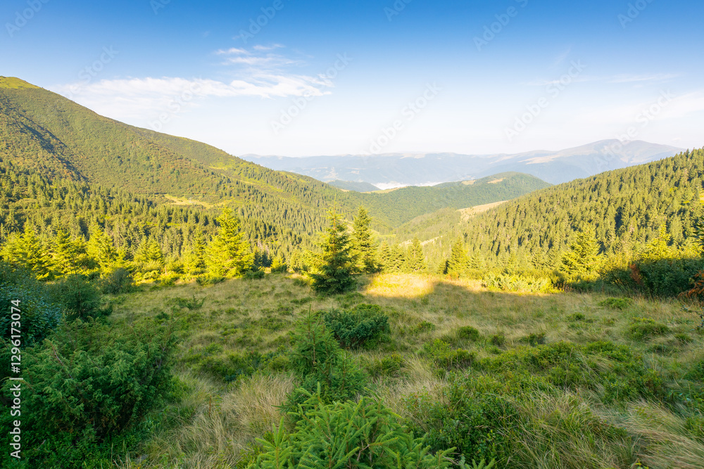 mountain summer landscape. scenic valley. fir trees near the grassy meadow with forest on hillside under blue sky with clouds. natural environment in morning light. ukraine woodland biodiversity