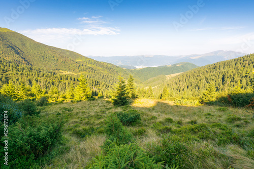 Obraz na płótnie mountain summer landscape. scenic valley. fir trees near the grassy meadow with forest on hillside under blue sky with clouds. natural environment in morning light. ukraine woodland biodiversity w salonie