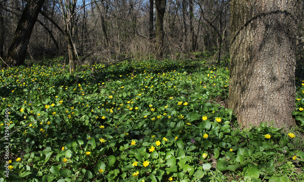 Fototapeta premium spring in the forest