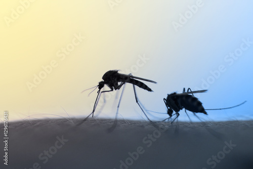 mosquitos
