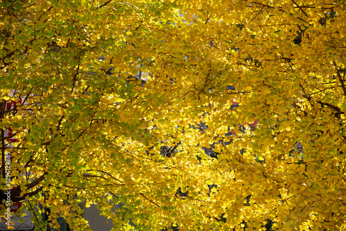 Autumn ginkgo trees turning yellow