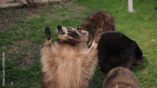 Friendly raccoon, Curious raccoon, Human interaction. Raccoon elevates itself on its back legs to interact with human hand outdoors.