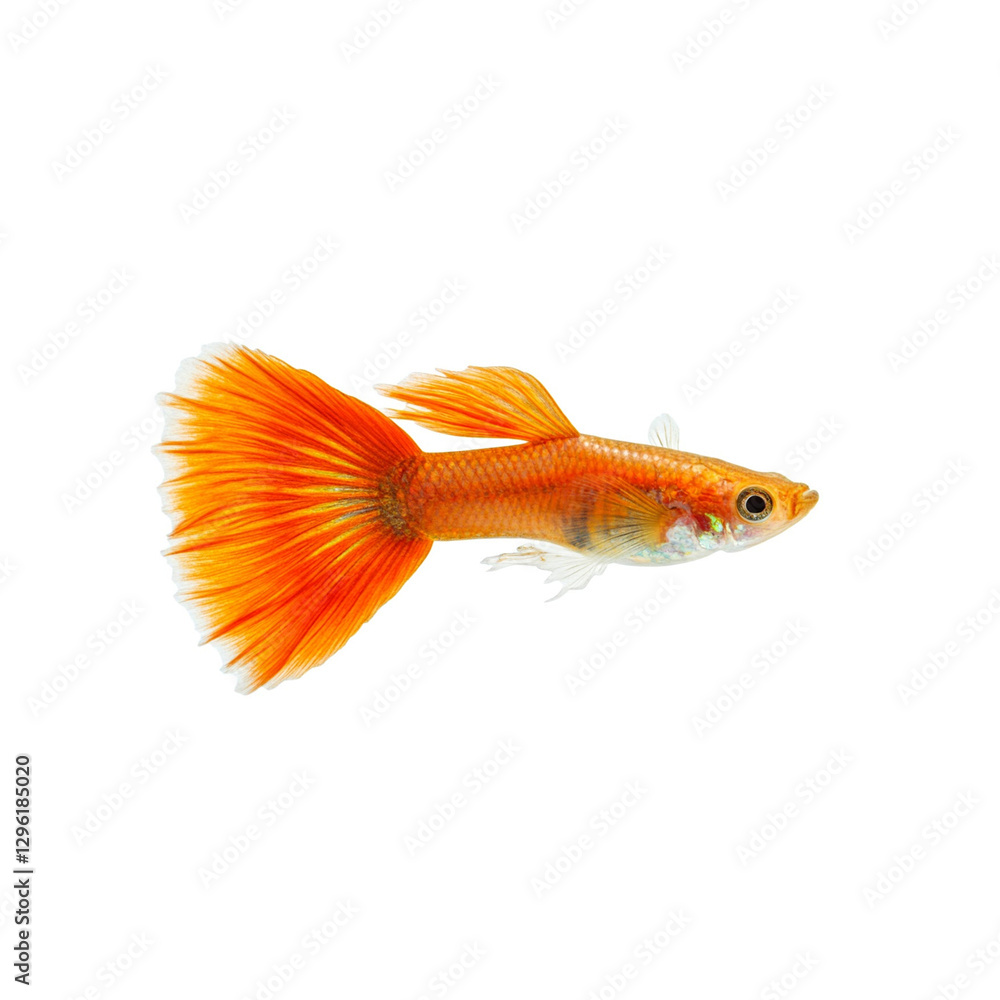 Fototapeta premium guppy fish on a white background