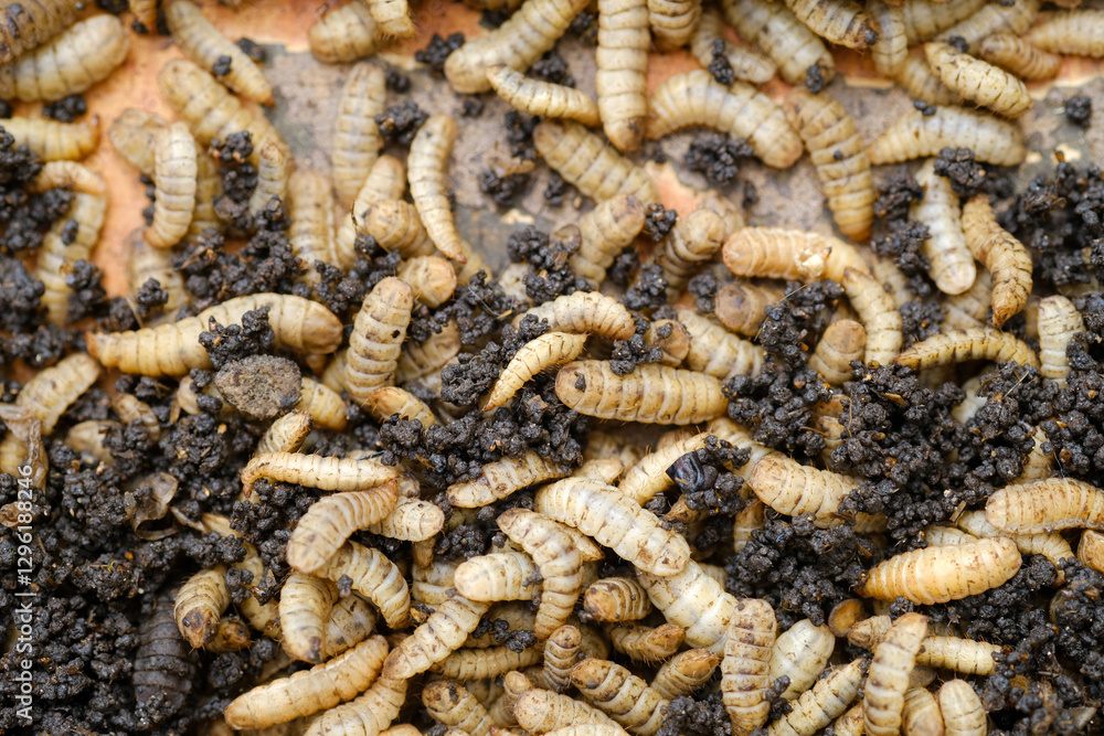 Black Soldier Fly Larvae (Hermetia illucens) or maggots are animals that are able to decompose organic waste, and are also commonly used as protein-rich animal feed. Black Soldier Fly Larvae (Hermetia illucens) or maggots are animals that are able to decompose organic waste, and are also commonly used as protein-rich animal feed.