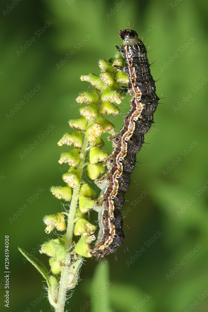 Fototapeta premium The cotton bollworm, corn earworm, or old world bollworm Helicoverpa armigera