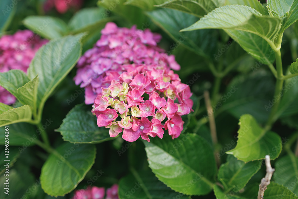 A vibrant cluster of pink hydrangea blossoms is surrounded by lush green leaves. Different shades of pink and hints of white and purple are seen within the petals. A vibrant cluster of pink hydrangea blossoms is surrounded by lush green leaves. Different shades of pink and hints of white and purple are seen within the petals.