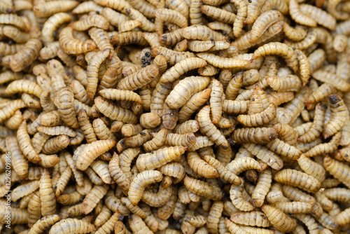 Фотография Black Soldier Fly Larvae (Hermetia illucens) or maggots are animals that are able to decompose organic waste, and are also commonly used as protein-rich animal feed