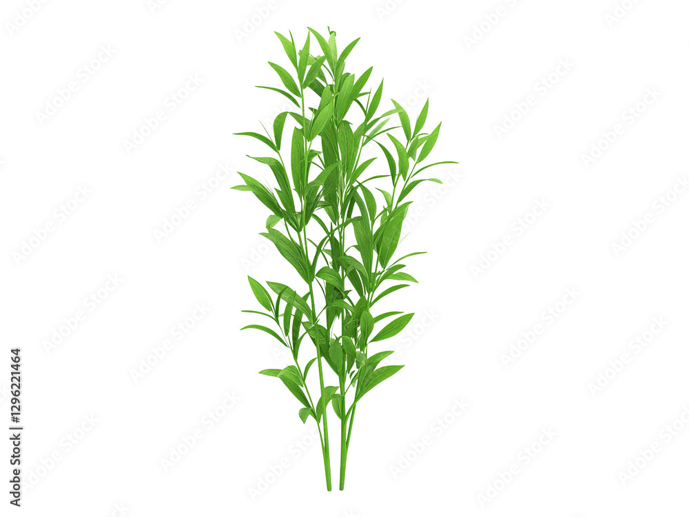Obraz premium Tarragon plant