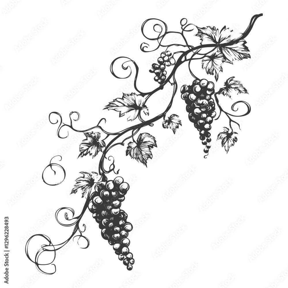 Hand Drawn Illustration Of A Grapevine With Three Bunches Of Grapes