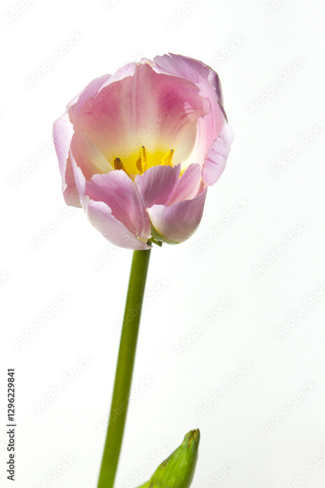 Fototapeta premium tulip