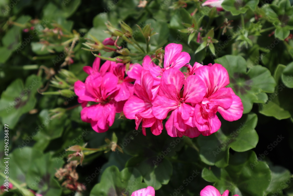 Three pink geranium flowers on a green background Three pink geranium flowers on a green background