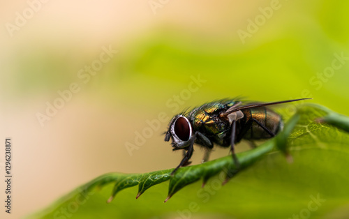 Wallpaper Mural A Fly sitting on a leaf Torontodigital.ca