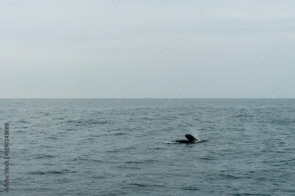 Fototapeta premium In Sri Lanka, there are tours that allow you to see wild whales in the Indian Ocean.