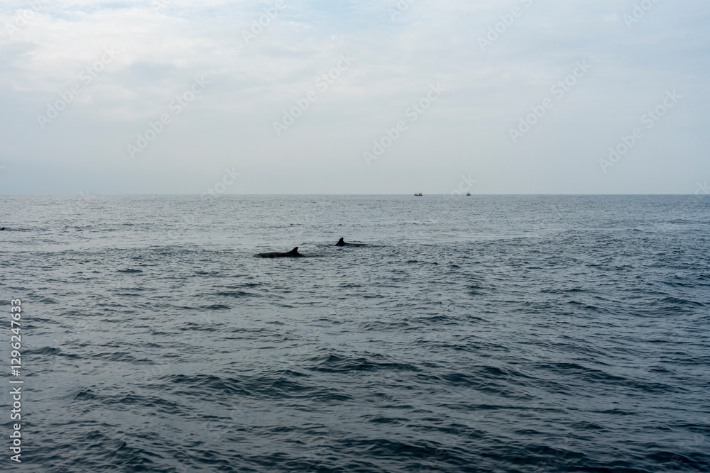 In Sri Lanka, there are tours that allow you to see wild whales in the Indian Ocean. In Sri Lanka, there are tours that allow you to see wild whales in the Indian Ocean.
