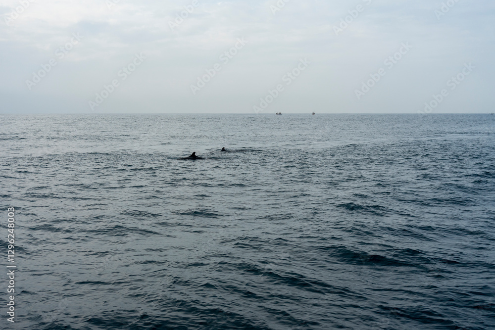 In Sri Lanka, there are tours that allow you to see wild whales in the Indian Ocean. In Sri Lanka, there are tours that allow you to see wild whales in the Indian Ocean.
