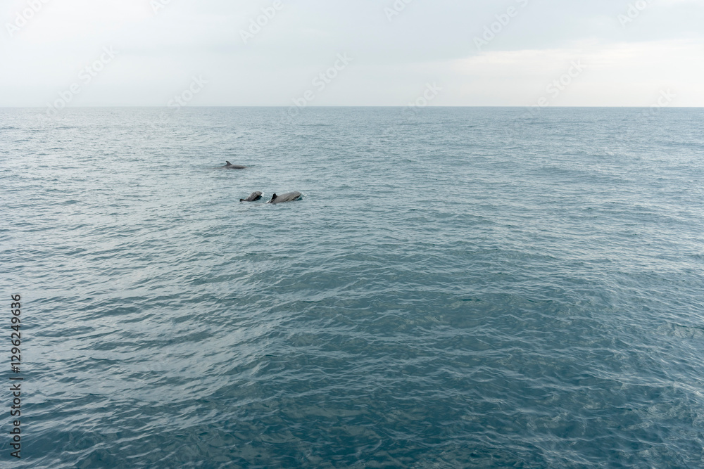 In Sri Lanka, there are tours that allow you to see wild whales in the Indian Ocean. In Sri Lanka, there are tours that allow you to see wild whales in the Indian Ocean.