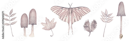 Botanical autumn inspired watercolour icons with moth, fungi, leafs and conker isolated on transparent background