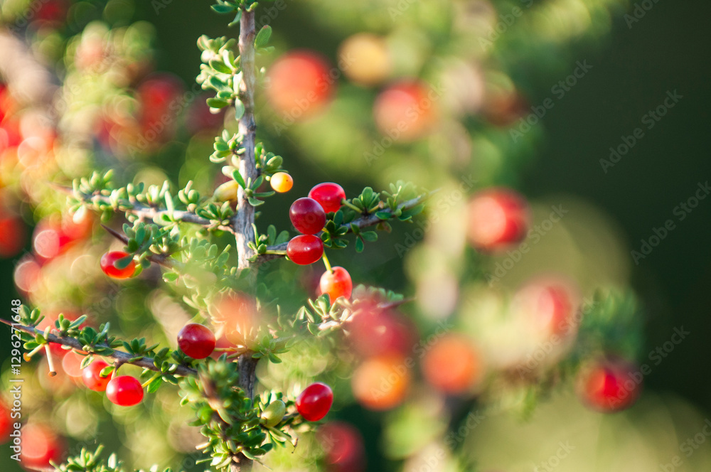 Obraz premium Piquillin, endemic wild fruits in the Pampas forest, Patagonia, Argentina