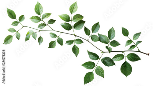 Branch with green leaves growing on transparent background
