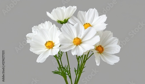 White Cosmos Flower Bouquet Isolated on Gray Background