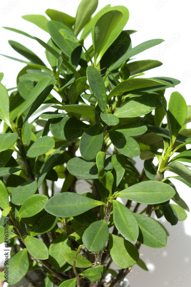 Fototapeta premium Euphorbia milii