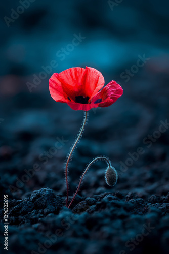 Red Poppy Flower in Soil – Remembrance and Hope Concept