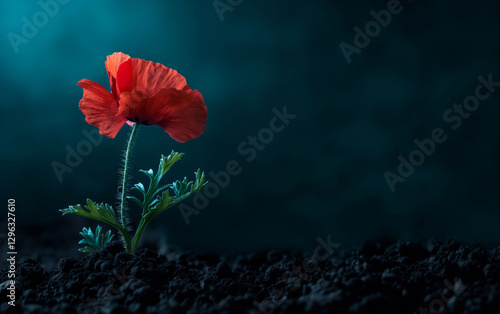 Red Poppy Flower in Soil – Remembrance and Hope Concept