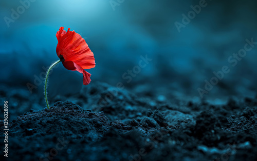 Red Poppy Flower in Soil – Remembrance and Hope Concept