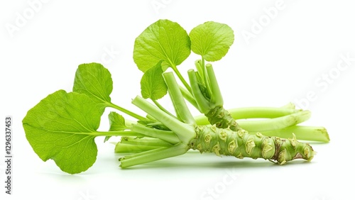 Fresh wasabi rhizome with leaves