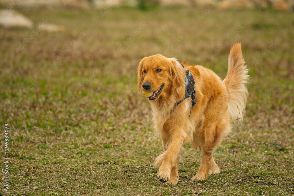 A cute golden retriever walking with a ball in mounth A cute golden retriever walking with a ball in mounth