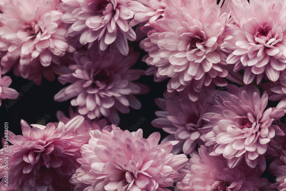 Fototapeta premium Bouquet of soft pink chrysanthemums in dark key, floral background with depth