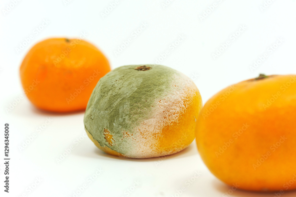 Spoiled tangerine with mold among fresh tangerines on a white background. spoiled food. mold and mildew on fruits. Spoiled tangerine with mold among fresh tangerines on a white background. spoiled food. mold and mildew on fruits.